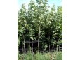 Platanus Acerifolia (Platan)